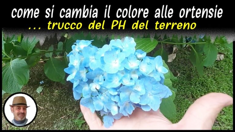 Sorprendente magia botanica: ortensie trasformate con un chiodo per cambiare colore!