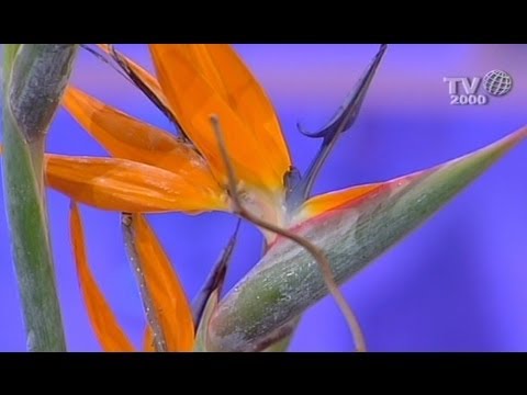 Scopri l’eleganza delle composizioni floreali con sterlizie: un tocco di esotismo