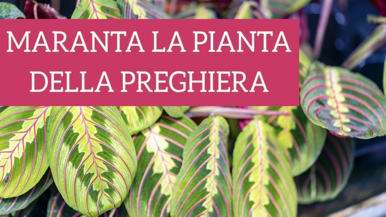 Scopri la magia della Pianta della Preghiera: sorprendenti immagini rivelano il potere nascosto!