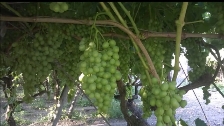 Scopri il segreto delle deliziose e salutari parti del grappolo d’uva!