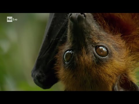 A spasso nella notte: rivelate le sorprendenti immagini della cacca di pipistrello